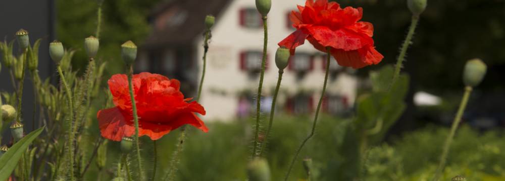 Landgasthof Keller in berlingen Lippertsreute